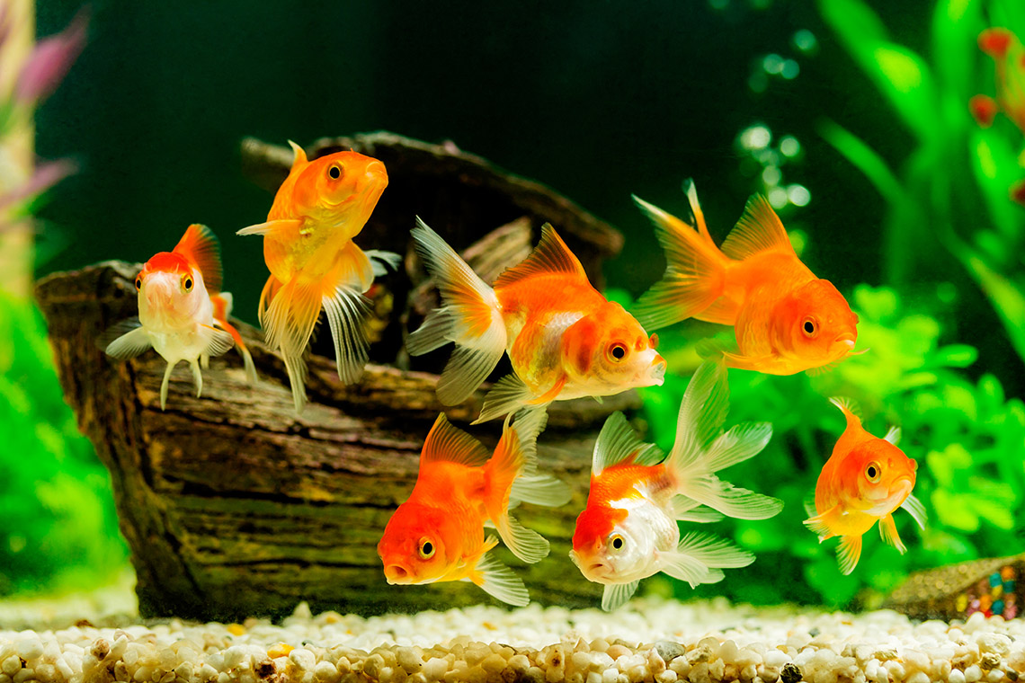 fish